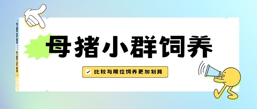 比較與限位飼養(yǎng)的優(yōu)劣，母豬小群飼養(yǎng)更加劃算