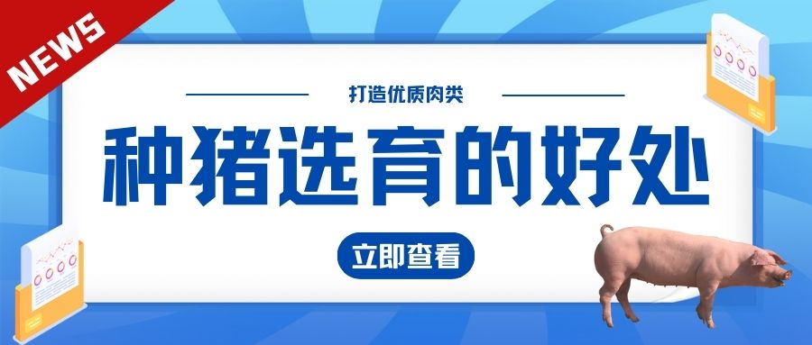 打造優(yōu)質(zhì)肉類：種豬選育的好處和必要性 ?