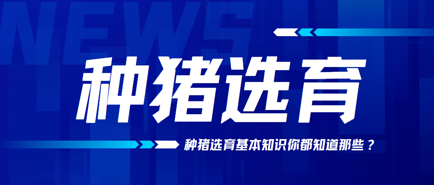 種豬選育的基本知識，你都知道嗎？